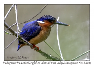 Madgascar Malachite Kingfisher