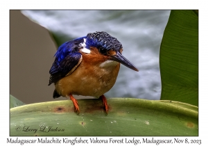 Madgascar Malachite Kingfisher