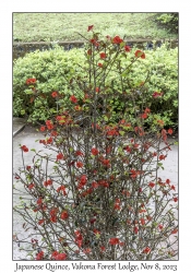 Japanese Quince