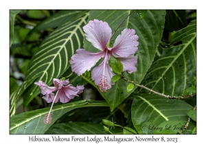 Hibiscus