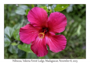 Hibiscus