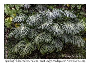 Split-leaf Philodendron