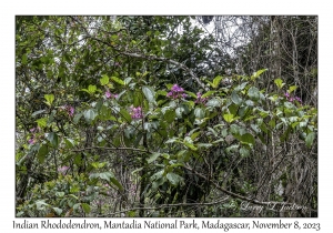 Indian Rhododendron