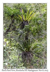 Bird's Nest Ferns