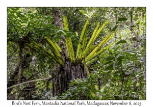 Bird's Nest Fern