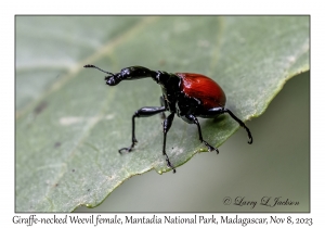 Giraffe-necked Weevil, female