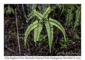 False Staghorn Fern