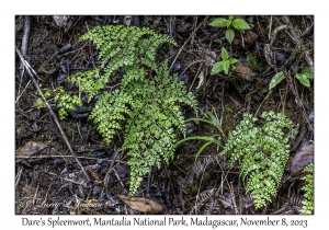 Dare's Spleenwort