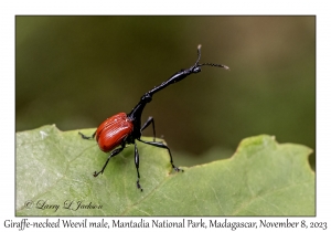 Giraffe-necked Weevil, male