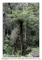 Madagascar Tree Fern
