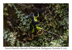 Baron's Mantella