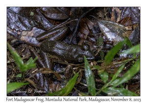 Fort Madagascar Frog