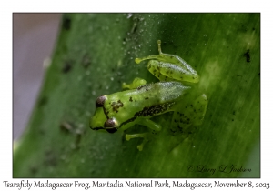 Tsarafidy Madagascar Frog