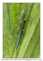 Lined Day Gecko