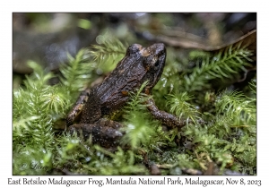 East Betsileo Madagascar Frog