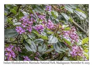 Indian Rhododendron