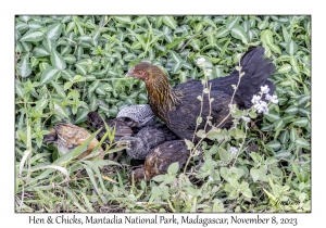 Hen & Chicks