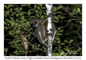 Eastern Wooly Lemur