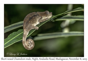 Short-nosed Chameleon male