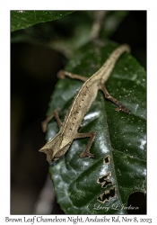 Brown Leaf Chameleon