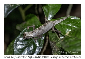 Brown Leaf Chameleon