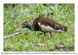 Madagascar Crested Ibis