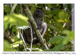 Eastern Grey Bamboo Lemur