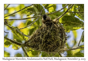 Madagascar Mannikin