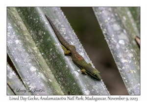 Lined Day Gecko