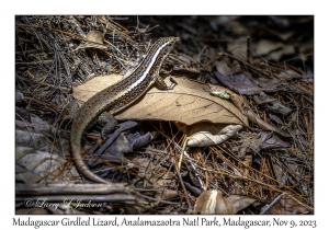 Madagascar Girdled Lizard