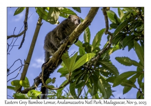 Eastern Grey Bamboo Lemur