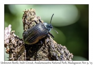 Unknown Beetle