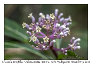 Chassalia ternifolia