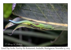 Lined Day Gecko