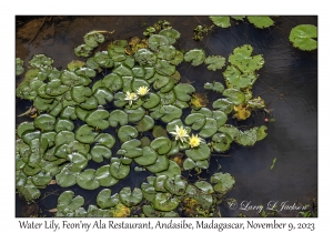 Water Lily