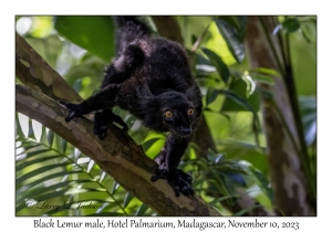 Black Lemur male