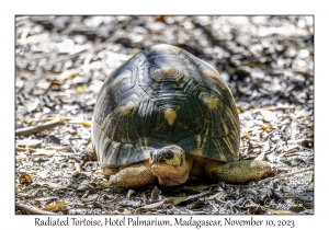 Radiated Tortoise