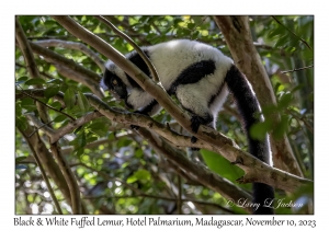 Black & White Ruffed Lemur
