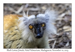Black Lemur female
