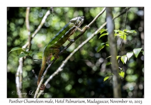 Panther Chameleon male