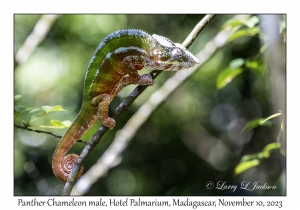 Panther Chameleon male