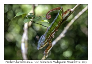 Panther Chameleon male