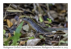 Madagascar Girdled Lizard