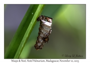 Wasps & Nest