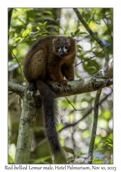 Red-bellied Lemur male