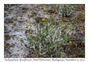 Pachypodium densiflorum