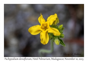 Pachypodium densiflorum