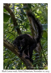 Black Lemur male