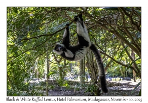 Black & White Ruffed Lemur