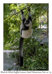 Black & White Ruffed Lemur